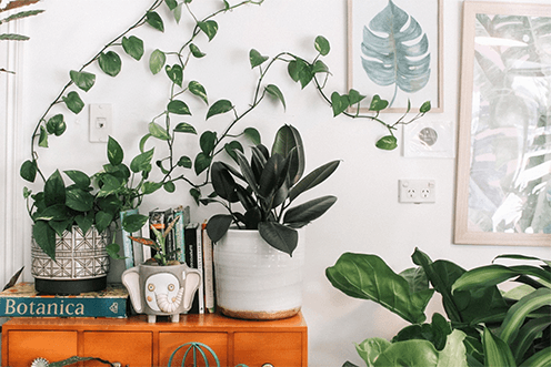 House plants inside home House plants inside home