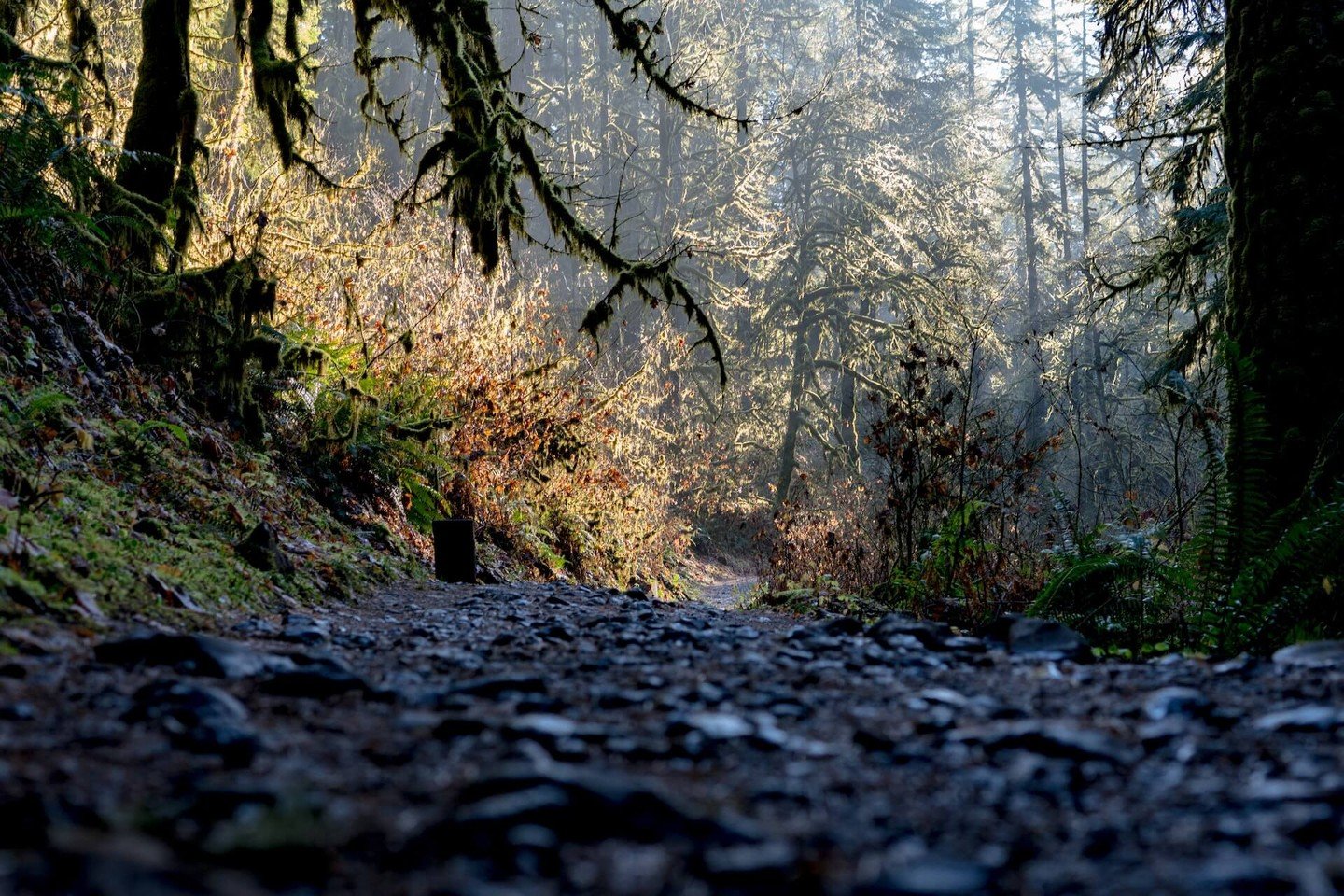 Low down on the forest floor Low down on the forest floor