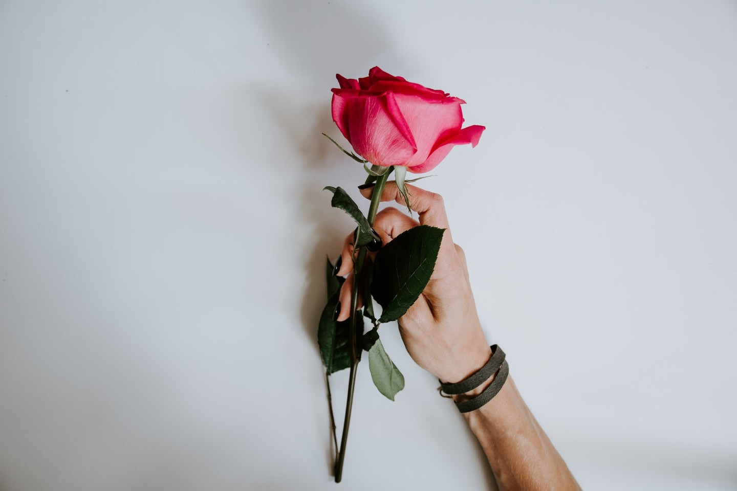 Pink rose Pink rose