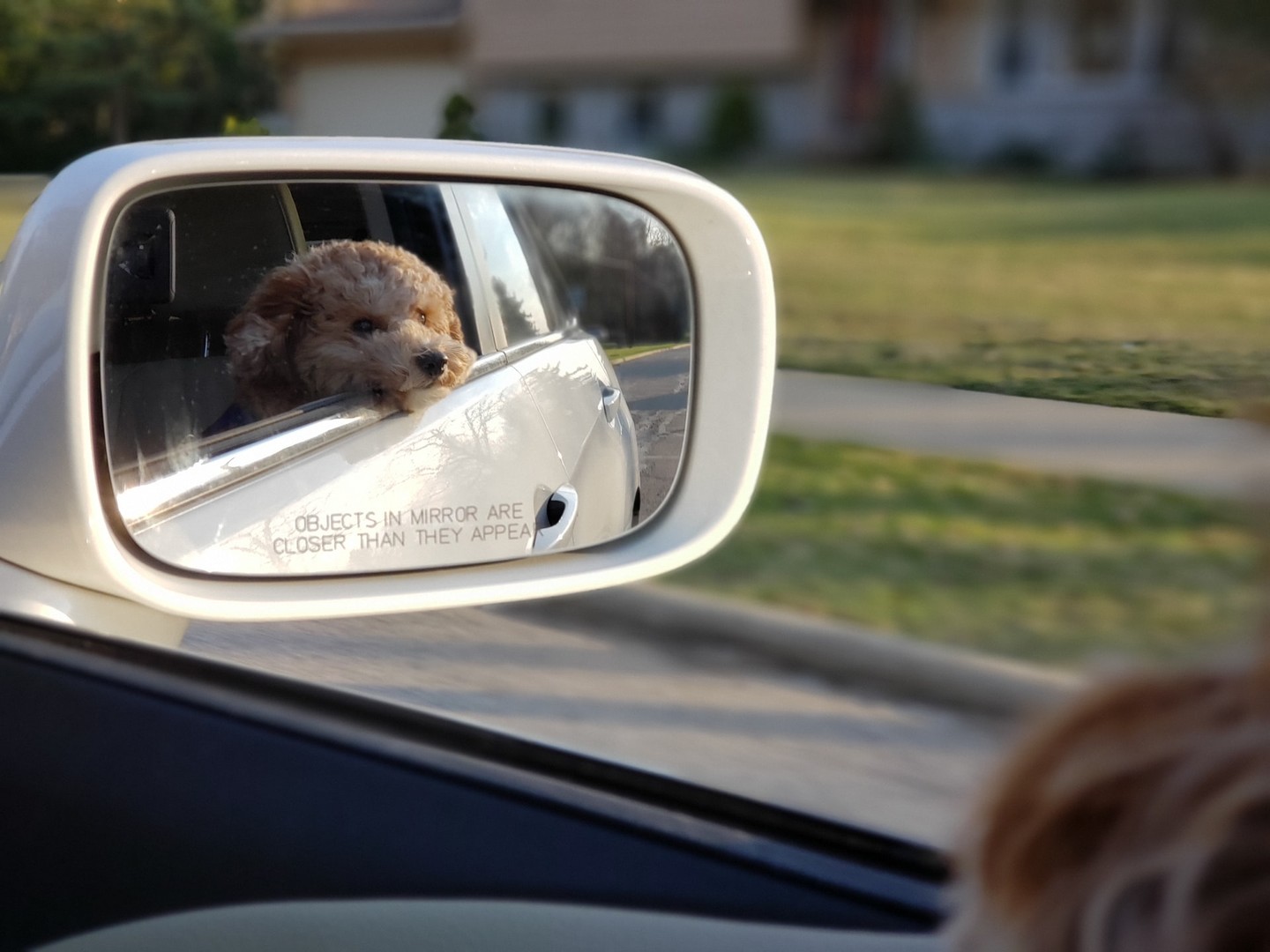 Dog looking in car wing mirror