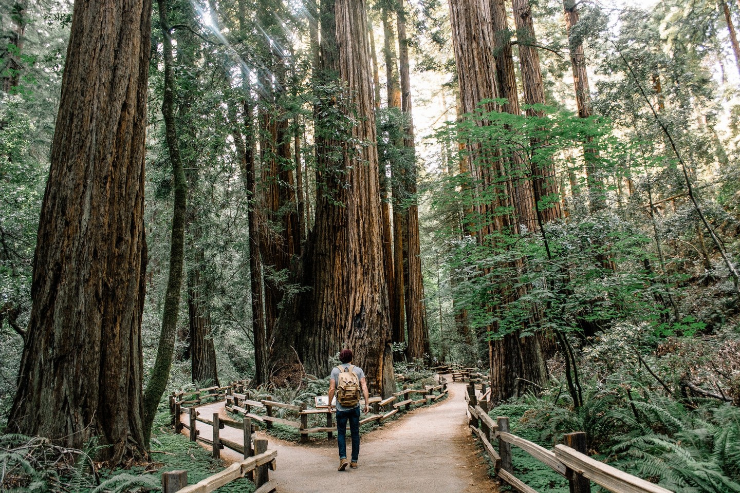 Man looking at two paths in forest