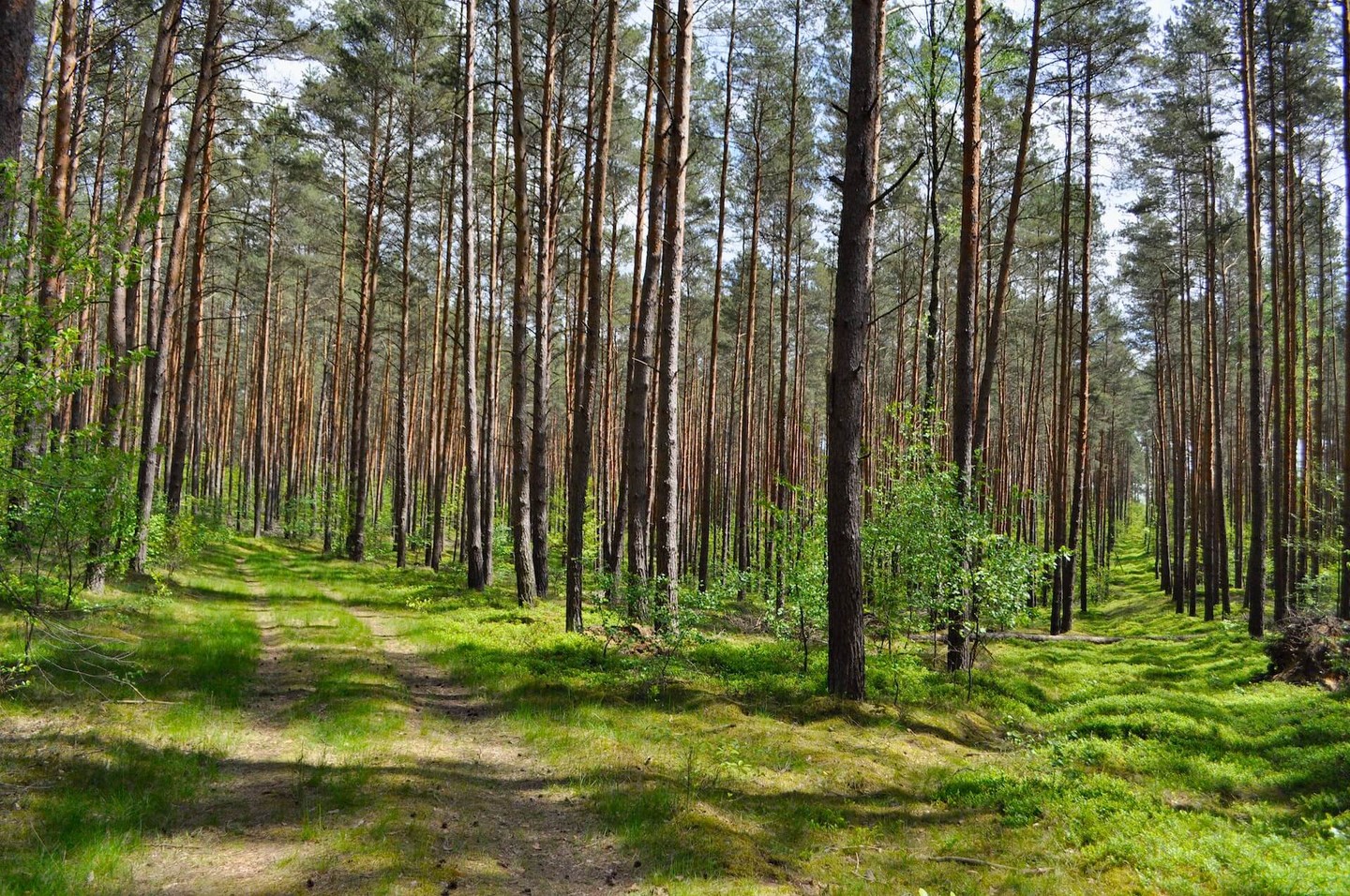 2 paths in a forest 2 paths in a forest