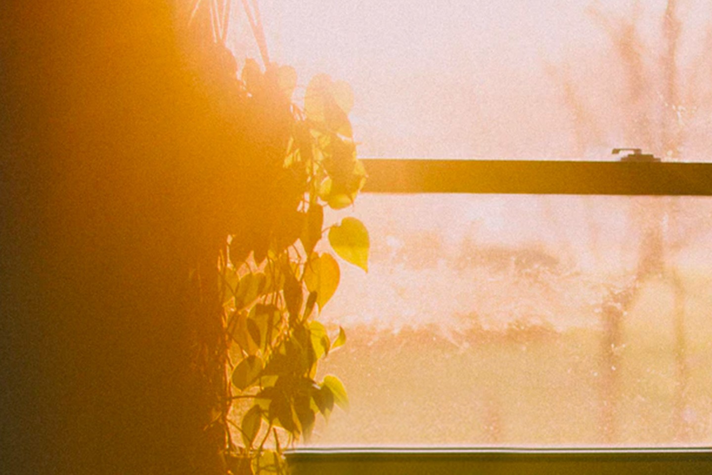 Sunrise through window with plants